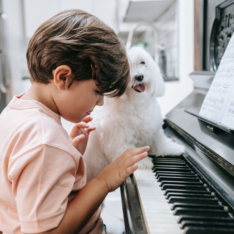 Can Loud Music Hurt Your Dog's Ears? 