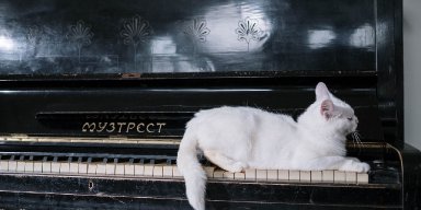 7 Reasons Why Cats May Attack When You Sing