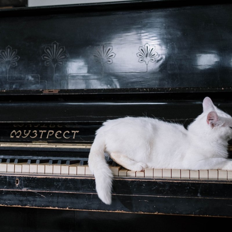 7 Reasons Why Cats May Attack When You Sing