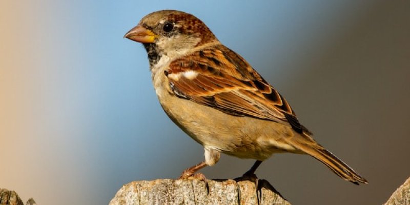 His Eye Is on the Sparrow - Wikipedia