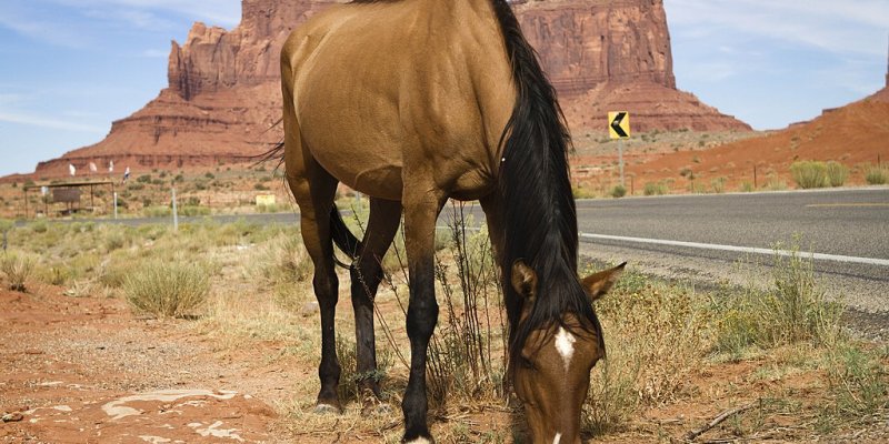 The Meaning Behind America's "A Horse With No Name"