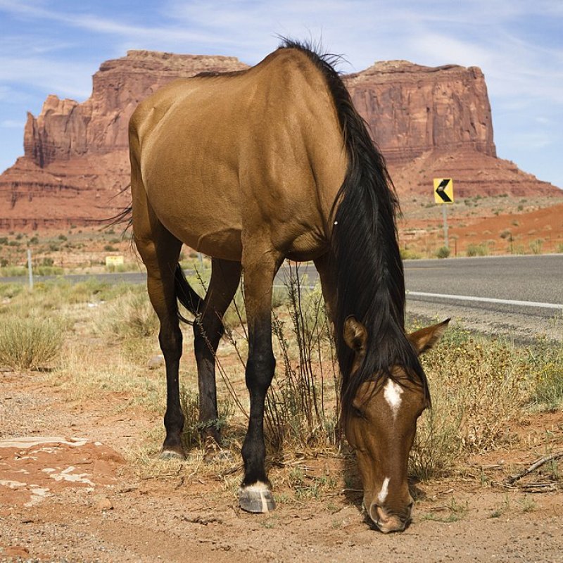 The Meaning Behind America's "A Horse With No Name"