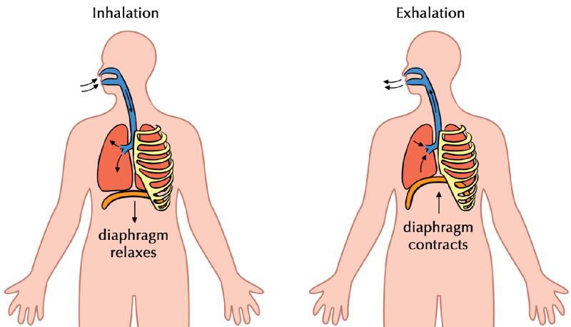 diaphram.jpg